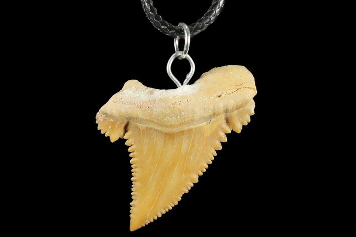 Fossil Shark (Palaeocarcharodon) Tooth Necklace -Morocco #110219